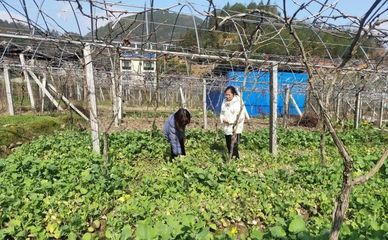 壽寧犀溪 科技特派員田間“把脈問診”，精準助力春耕生產
