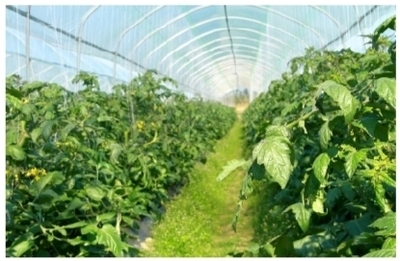 興寧區以科技賦能現代農業產業化，開啟農業高質量發展新篇章