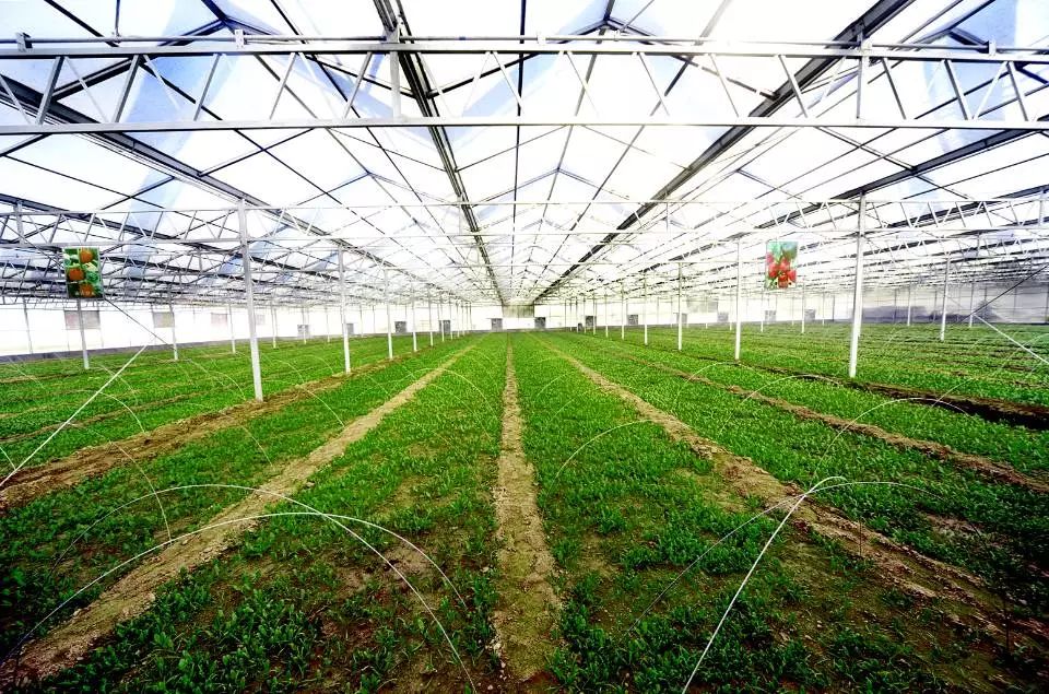 首批省示范!沛縣5家農業產業化聯合體以科技引領現代農業新篇章
